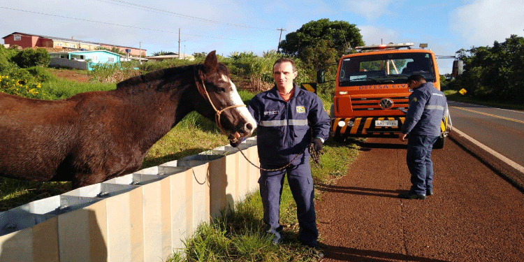 IBEMA: Cavalo foge de propriedade e causa riscos de acidente na rodovia BR-277, Km 537.