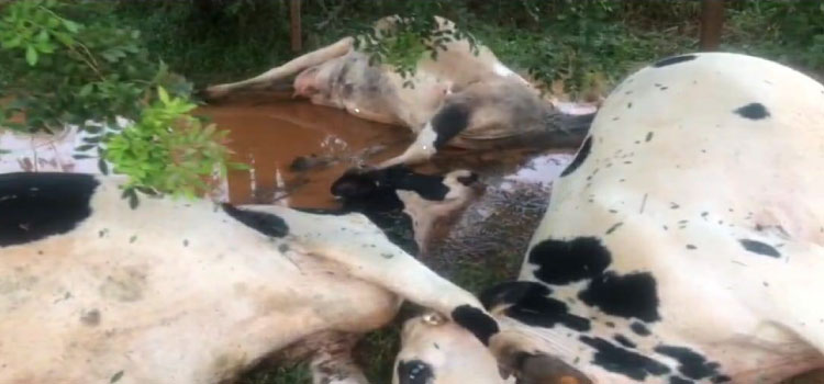 IBEMA: Raio provoca a morte de seis animais em propriedade localizada na Comunidade de Agroibema.