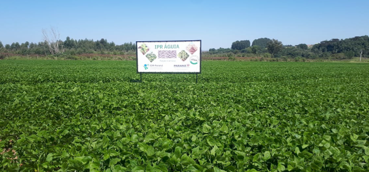 IDR-Paraná lança cultivar de feijão carioca que possibilita maior tempo de armazenamento.