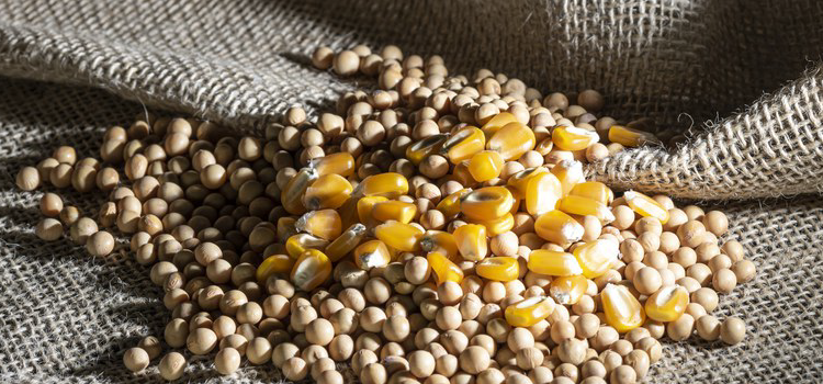 Imposto de importação para milho e soja é suspenso até o fim do ano