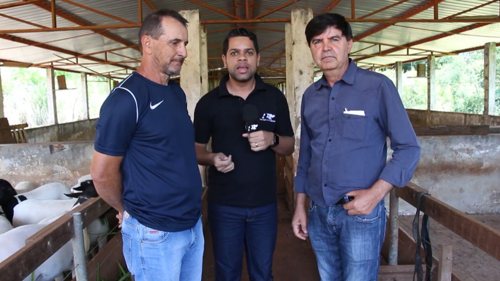 INCENTIVO À OVINOCULTURA: ASSOCIAÇÃO DE GUARANIAÇU RECEBE CARNEIROS DE ALTA GENÉTICA INCENTIVO À OVINOCULTURA: ASSOCIAÇÃO DE GUARANIAÇU RECEBE CARNEIROS DE ALTA GENÉTICA