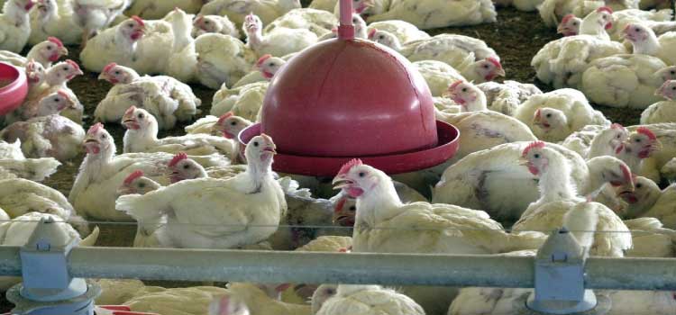 INTERNACIONAL: Foco de gripe aviária na França terá animais abatidos e desinfecção