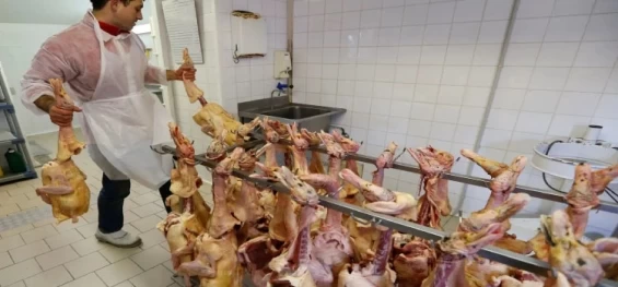 INTERNACIONAL: França relata surto de gripe aviária em fazenda de perus enquanto doença se espalha pela Europa.