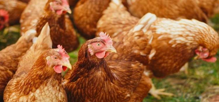INTERNACIONAL: Surto de gripe aviária mata cerca de 47 milhões de aves no Arkansas, nos Estados Unidos.