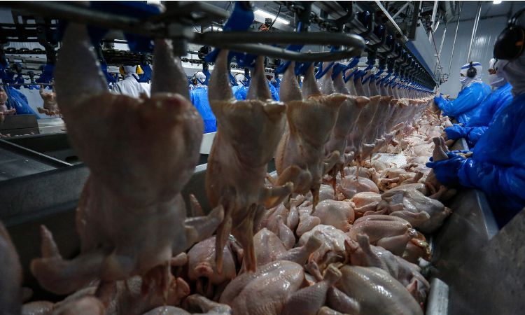 Malásia retoma importação de frango brasileiro e Paraná deve ser beneficiado Malásia retoma importação de frango brasileiro e Paraná deve ser beneficiado