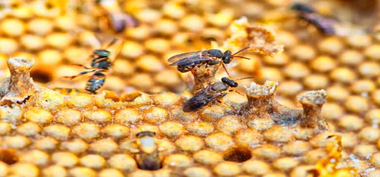 MEIO AMBIENTE: Projeto de Lei restringe o uso do Fipronil no Paraná com o objetivo de preservar abelhas.