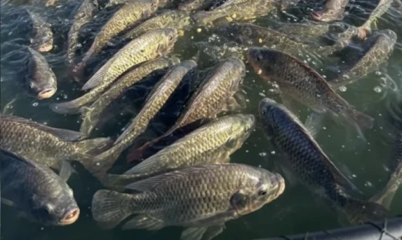 Mercado de pescados projeta crescimento de 30% nas vendas para a Semana Santa