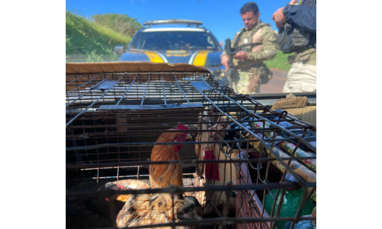 Motorista usava galinhas para disfarçar transporte de drogas em Ubiratã