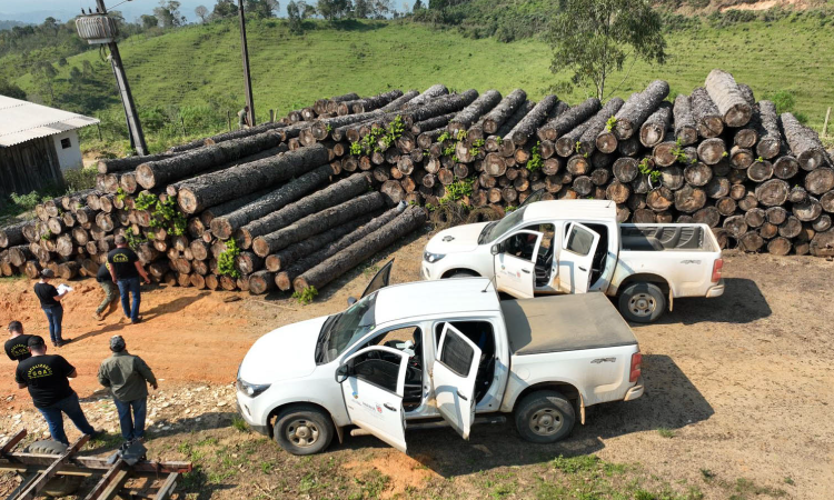 Multa por crimes ambientais cresce 24% no Paraná entre janeiro e novembro de 2024