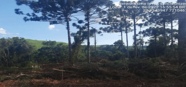 NOVA LARANJEIRAS: Polícia prende sete pessoas em flagrante por desmatamento irregular