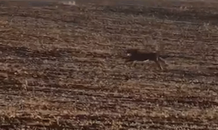 Onça-parda é flagrada correndo em propriedade rural do Paraná.