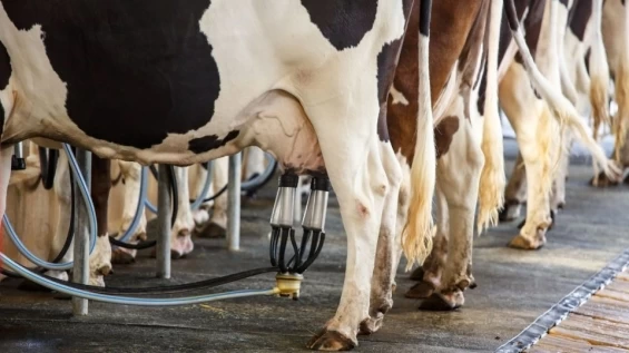 Para impedir falência no campo, setor produtivo se une contra importação de leite.