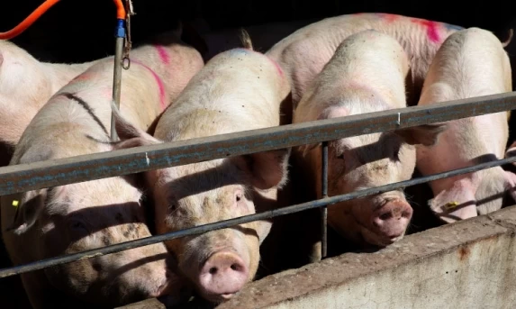 Paraná bate recorde de produção de carne de frango, suína e bovina no 1º trimestre de 2025