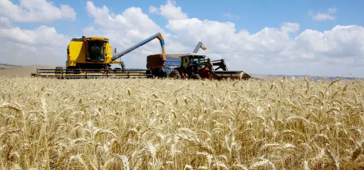 Paraná deve produzir 40,6 milhões de toneladas de grãos