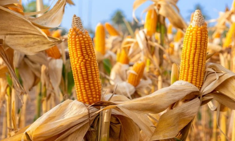 Paraná deverá reduzir estimativa de 2ª safra de milho após estiagem, diz Deral.