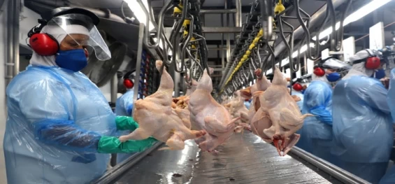 PARANÁ: Estado alcança maior produção semestral de frangos e suínos da história em 2023.