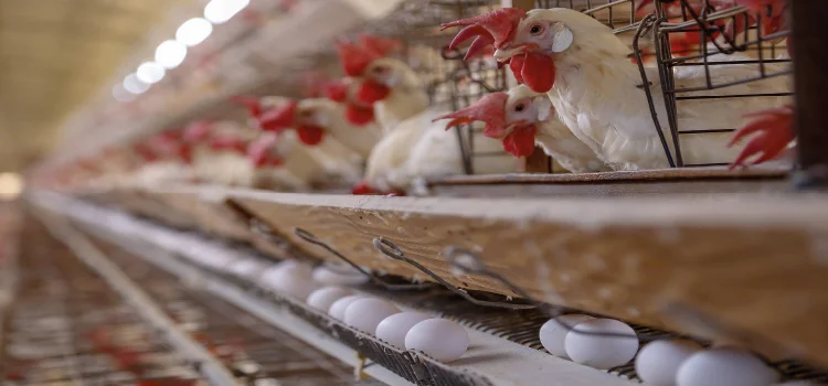 PARANÁ: Estado registra crescimento na produção de frangos, porcos e leite no 2º trimestre