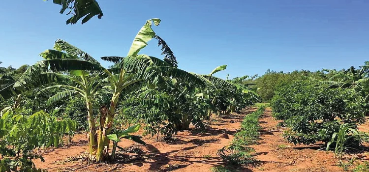 PARANÁ: Estudo traça “O Mercado Ilegal de Defensivos Agrícolas no Brasil”