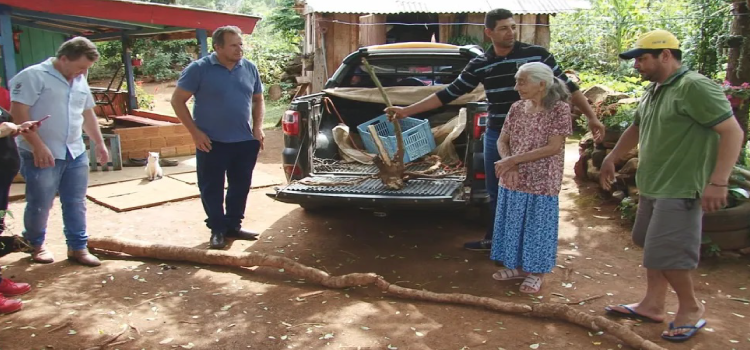 PARANÁ: Família colhe mandioca de cinco metros em Santa Maria do Oeste.