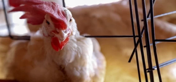 PARANÁ: Gripe aviária leva o Estado a decretar emergência zoossanitária.