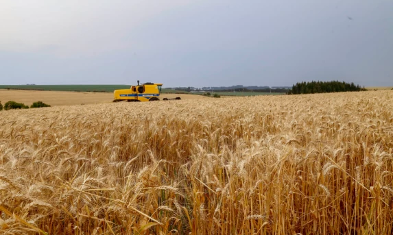 Paraná inicia colheita de 2,6 milhões de toneladas de trigo, principal cultura de inverno