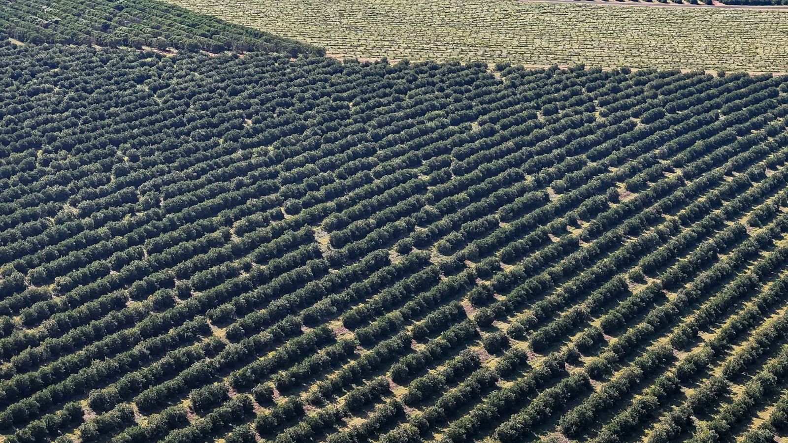 Paraná lidera investimentos na agricultura em 2025 com mais de R$ 730 milhões