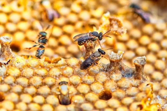 Paraná lidera produção de mel no Brasil com 14,6% do total nacional