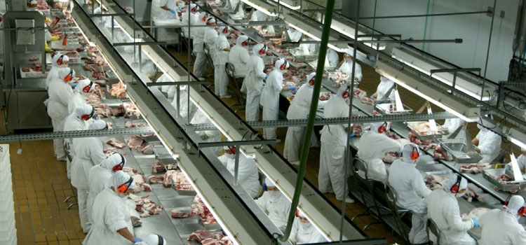 PARANÁ: Maior frigorífico da América Latina em Assis Chateaubriand inicia abates de suínos.