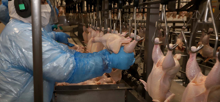 Paraná produziu 1,5 milhão de toneladas de carne no primeiro trimestre