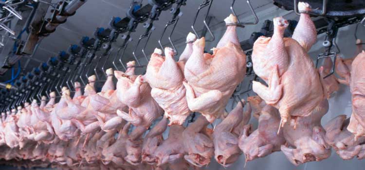 PARANÁ: Qualidade e rigor sanitário fazem do Estado líder em exportação de carne halal