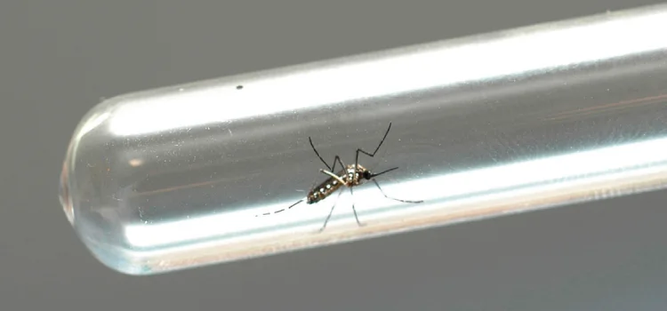 Paraná registra 132 novos casos de dengue