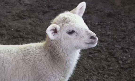 Parto Raro: Ovelha do Paraná Dá à Luz a Cinco Filhotes da Turma da Mônica