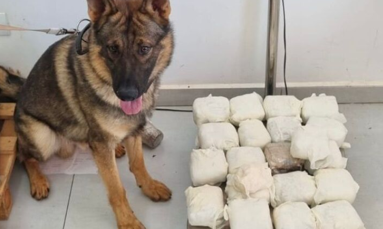 PCPR apreende 11 kg de haxixe escondidos em saco de pancadas e prende suspeito em Cascavel