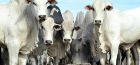 PECUÁRIA: Arroba do boi gordo continua em alta no país; veja preços.