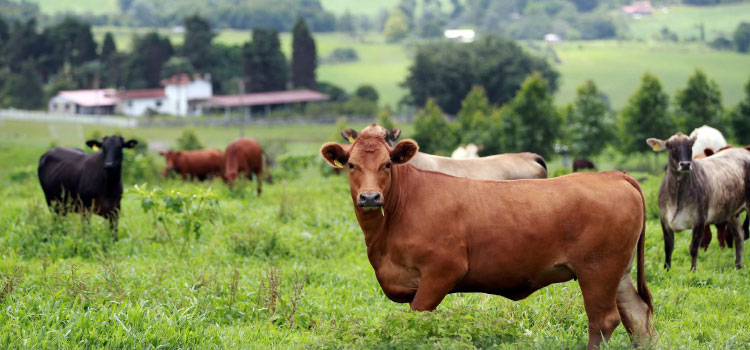 PECUÁRIA: Aumento da oferta no País interfere no preço do boi gordo no Paraná, aponta boletim.