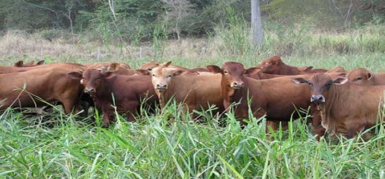 PECUÁRIA: Contrabando de gado da Argentina coloca em risco exportações do Paraná.