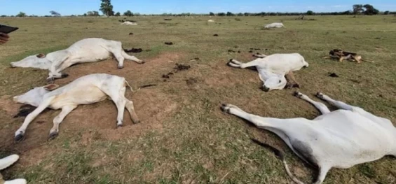 PECUÁRIA: Frio mata mais de mil cabeças de gado no Mato Grosso do Sul.