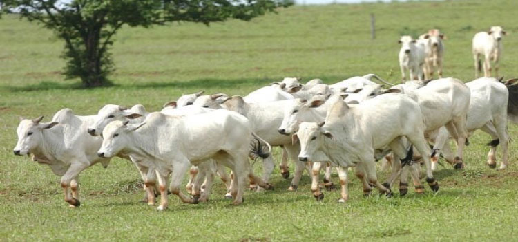 PECUÁRIA: Mercado do boi segue com preços firmes no Brasil; confira.
