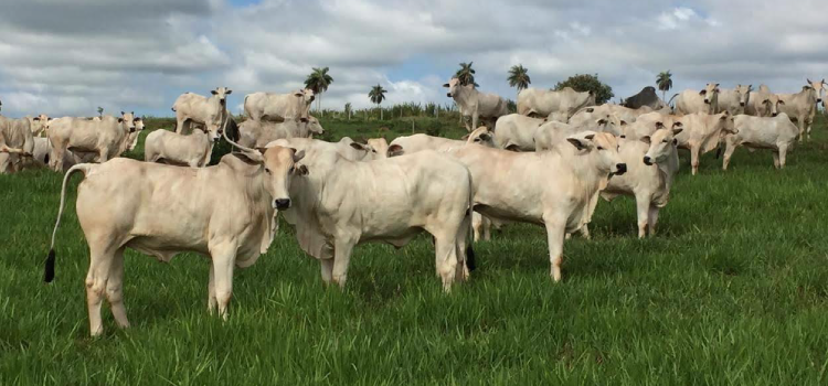PECUÁRIA: Ministério da Agricultura divulga nota sobre caso suspeito de mal da ‘vaca louca’.