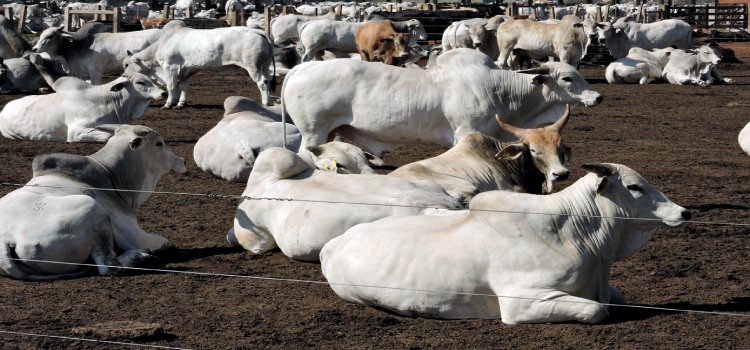 PECUÁRIA: Preços da arroba do boi gordo devem seguir 