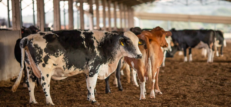 PECUÁRIA: Vendas de carne bovina à China são suspensas após caso de vaca louca.