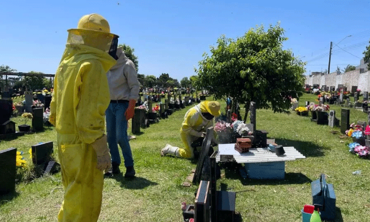 Pessoas que realizavam limpezas em cemitério de Cascavel são atacadas por abelhas