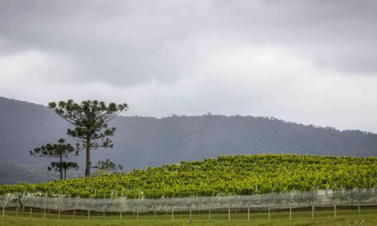 Prazo para emissão do Certificado de Cadastro de Imóvel Rural termina dia 18 de julho.