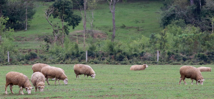 Preço de carne ovina não acompanha alta de outras espécies no primeiro semestre