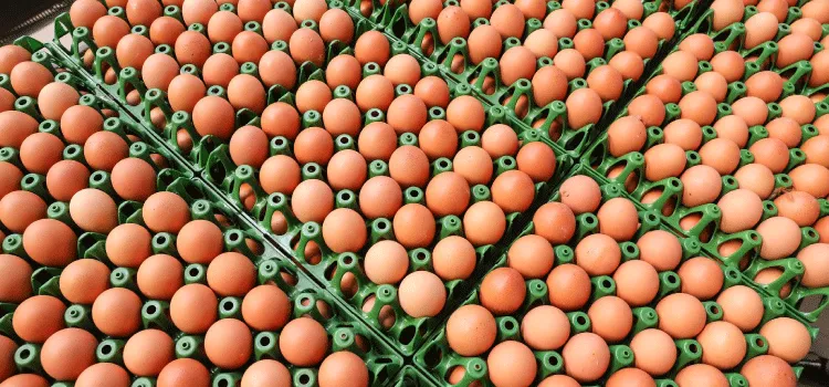 Preço do ovo cresce em fevereiro para produtor, atacado e varejo
