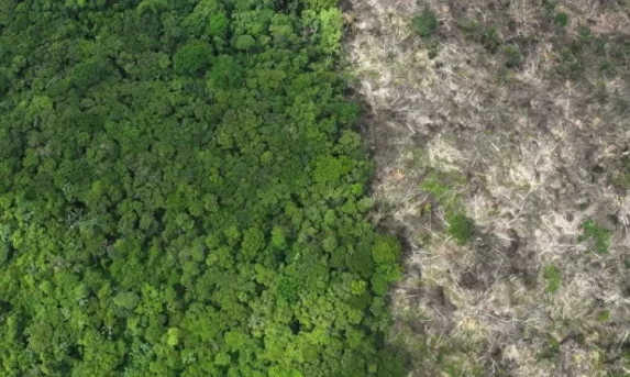 Preservação em Alta: Desmatamento na Amazônia Recua 11% e Atinge Menor Taxa em 11 Anos