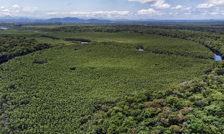 Preservação: Paraná registra queda histórica de 87,5% no desmatamento da Mata Atlântica