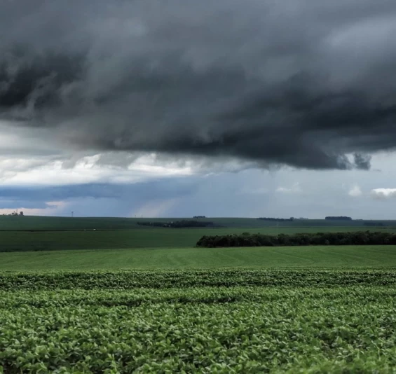 Previsão de safra da Secretaria da Agricultura avalia impacto das chuvas nas lavouras.