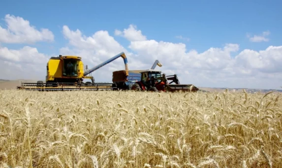 Produção de trigo deve superar patamar de 3 milhões de toneladas na atual safra no Paraná.