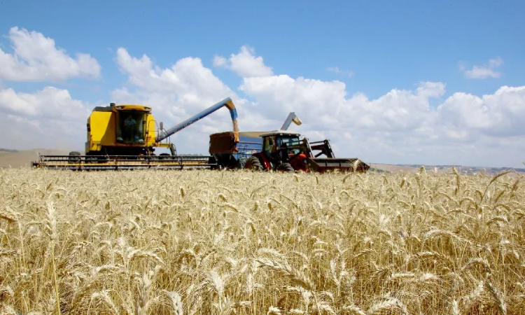 Produção de trigo deve superar patamar de 3 milhões de toneladas na atual safra no Paraná.